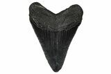 Serrated, Fossil Megalodon Tooth - South Carolina #374807-1